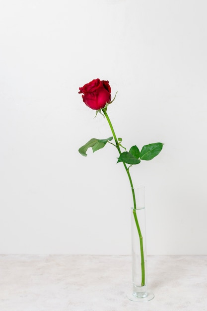 Front view beautiful red rose