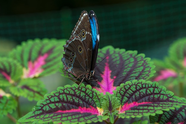 Front view blue butterfly on leaf