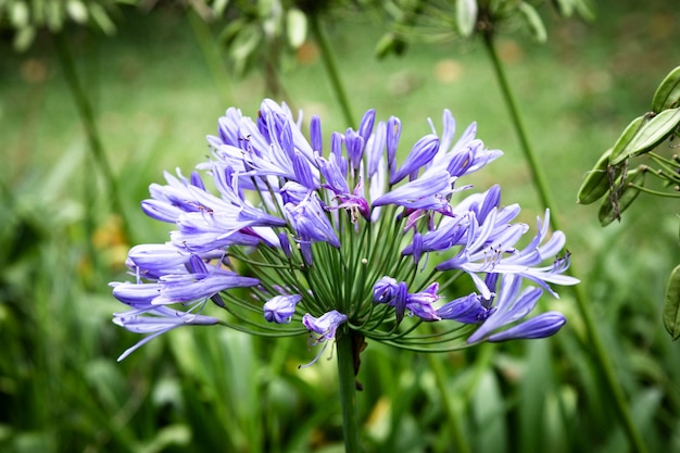 Front view blue tropical flower with blurred background