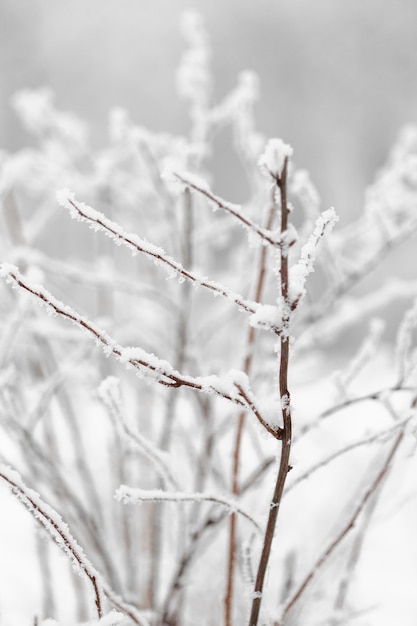 Free photo front view branch of tree with snow