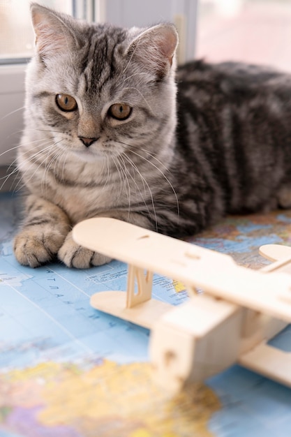 Free Photo front view cat and blurred air plane toy