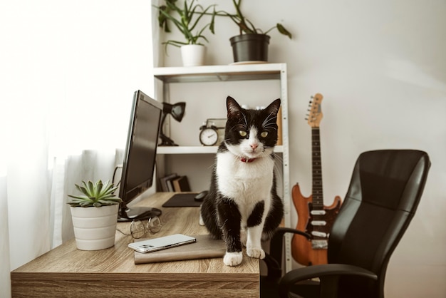 Free Photo front view cat walking on a desk indoors