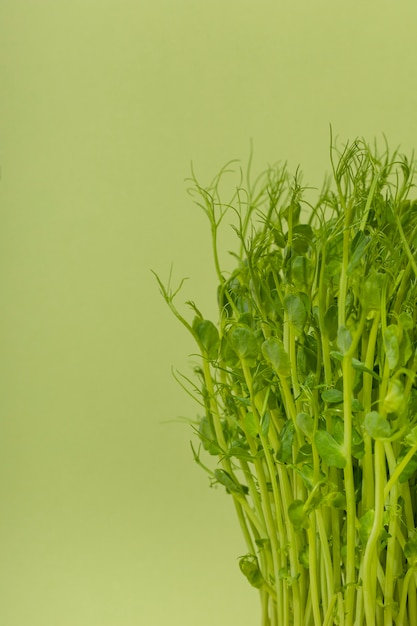 Free Photo front view of chickpeas