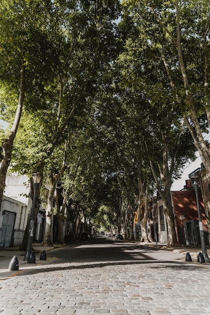 Front view of city street view with trees and buildings