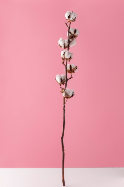 Free photo front view of cotton flowers