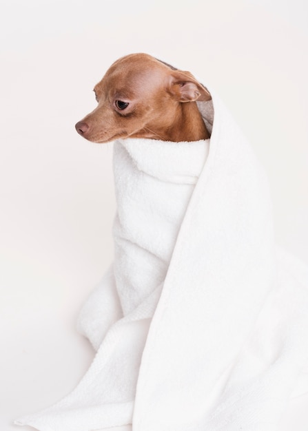 Free Photo front view cute dog sitting in towel