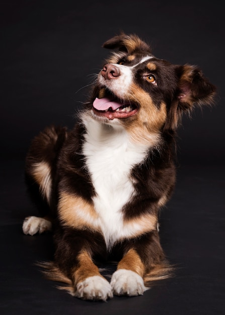 Front view cute dog sitting