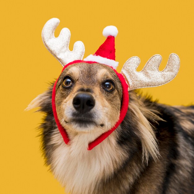 Front view of cute dog with christmas concept