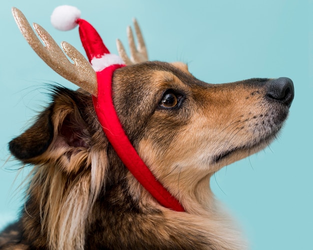 Free photo front view of cute dog with christmas concept