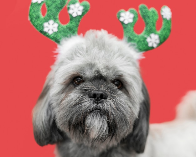 Free photo front view of cute dog with christmas concept