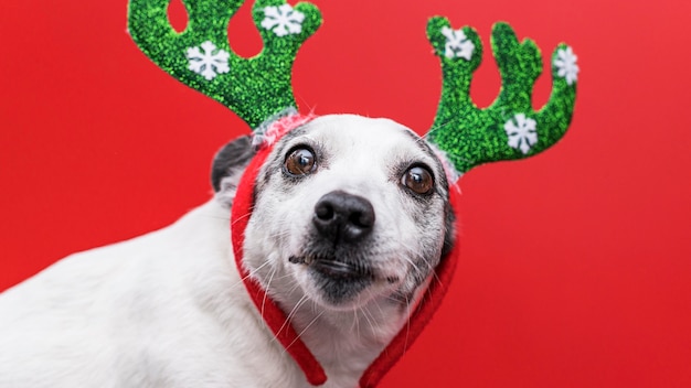 Free photo front view of cute dog with christmas concept