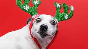 Free photo front view of cute dog with christmas concept