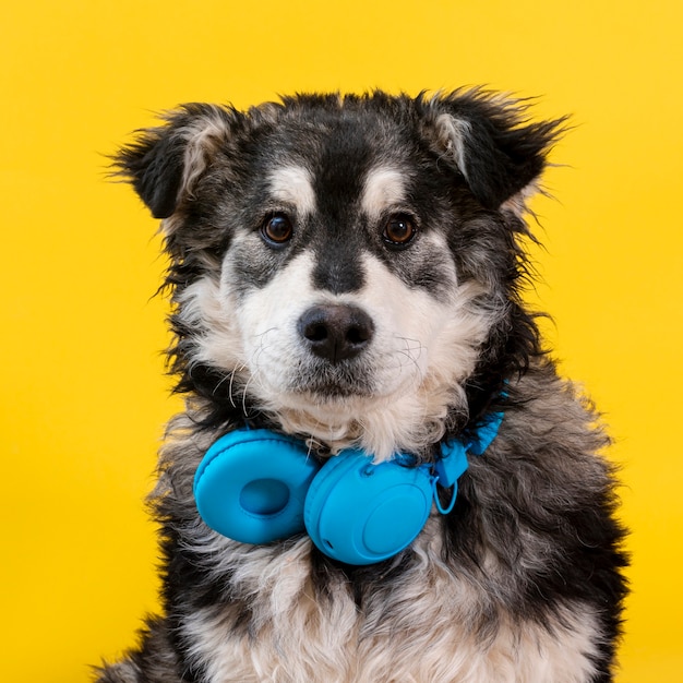 Front view cute dog with headphones