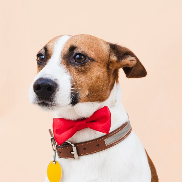 Front view cute dog with red bow