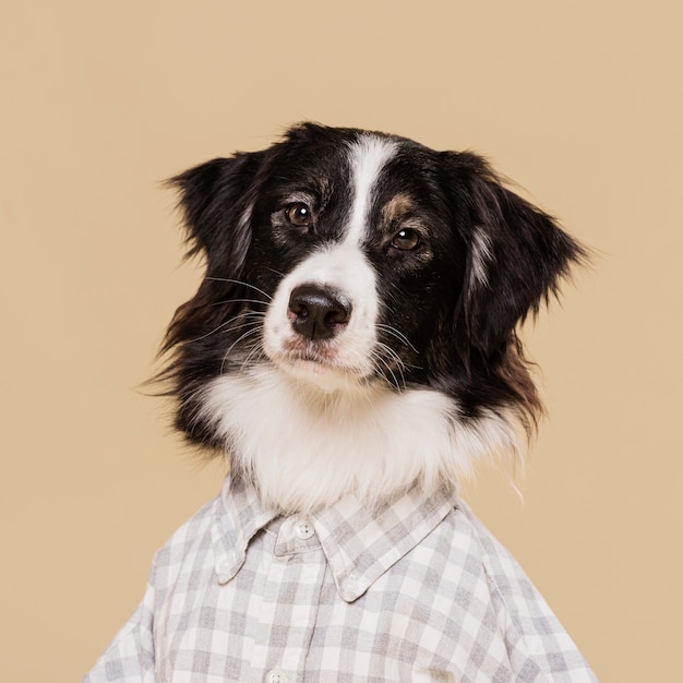 Front view cute dog with shirt