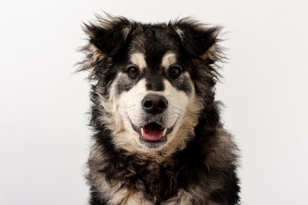 Front view cute dog with tongue out