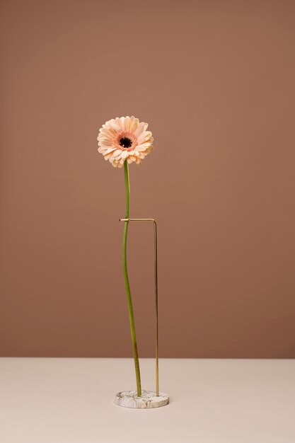 Front view of daisy flower on a marble stand