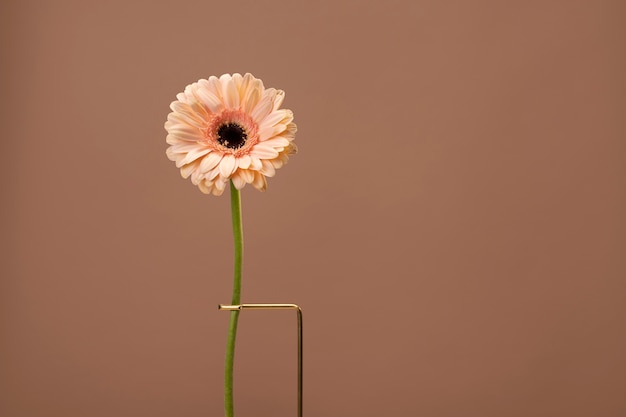 Free Photo front view of daisy flower on a stand with copy space