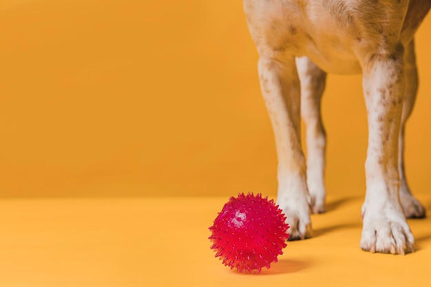 Free Photo front view dog legs and rubber ball