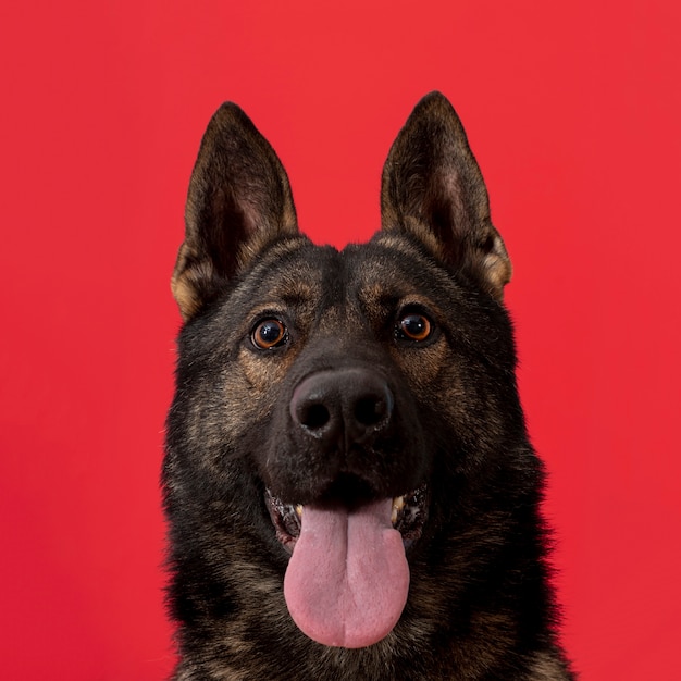 Free photo front view dog with tongue out on red background