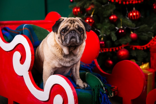 Free Photo front view domestic dog in santa sleight