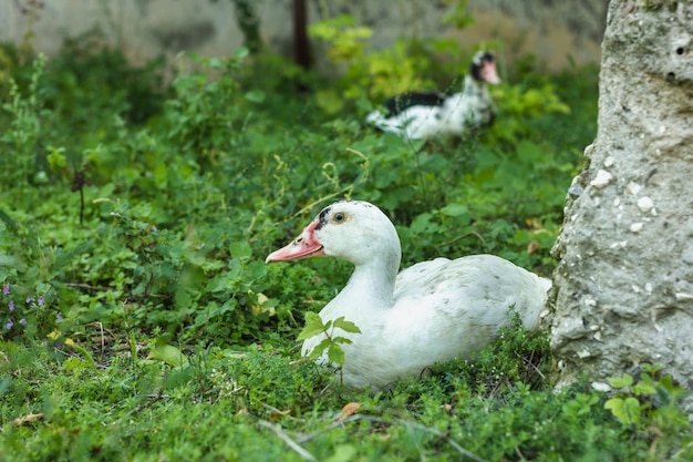 Front view ducks walking in nature