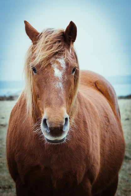 Free photo front view of an elegant brown horse with long mane