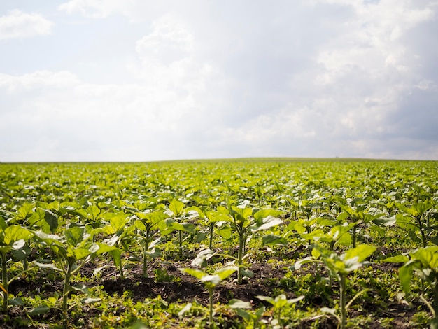 Free Photo front view farm field landscape