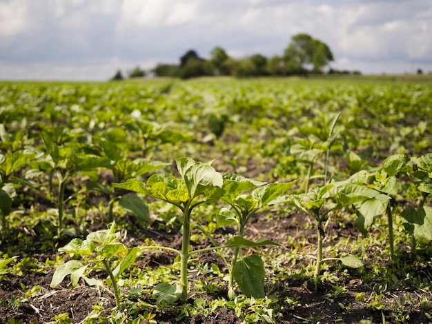 Free photo front view field with plants landscape