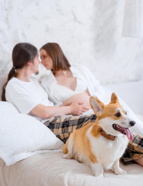 Front view of fluffy ginger corgi with protruding tongue sitting on bed while blurred young couple lying on background looking at each other and caressing pregnant belly