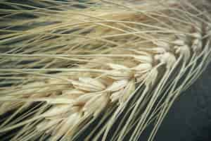 Free photo front view fresh wheat on dark bread plant color photo