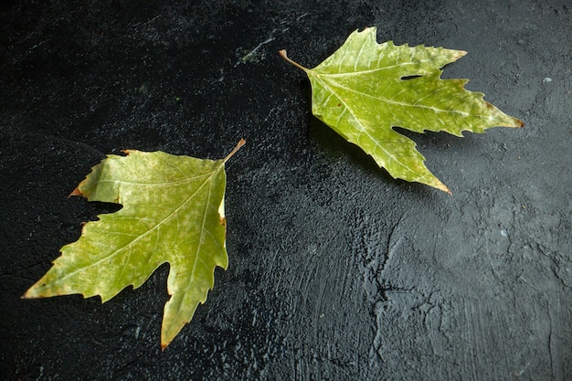 Free photo front view green leaf on the dark background tree autumn color photo