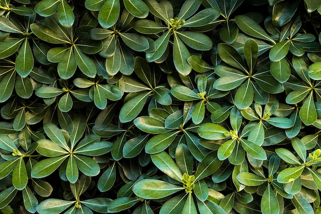 Free Photo front view of green leaves