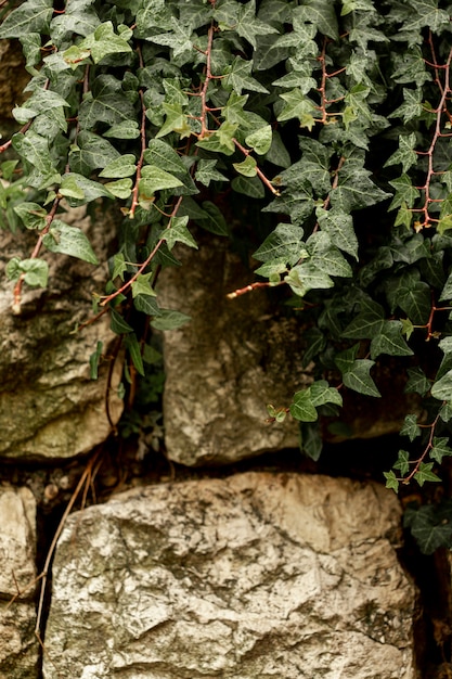 Free photo front view of green plant on stones