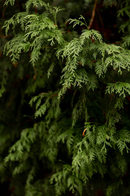 Free photo front view of green plant