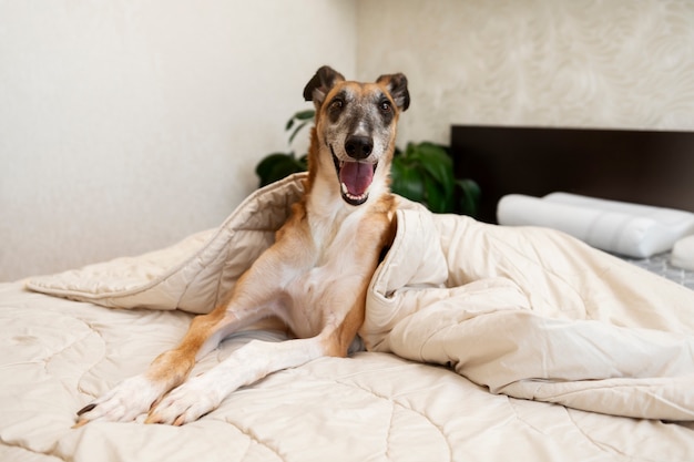 Free Photo front view greyhound dog at home