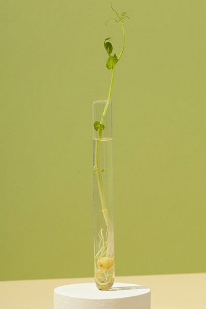 Free photo front view of growing plants