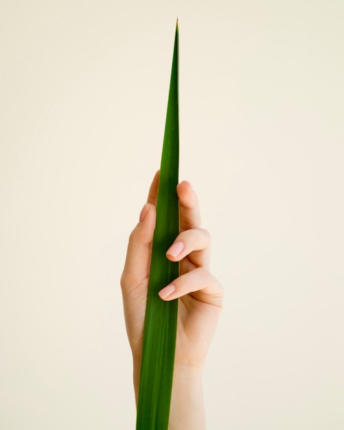 Free photo front view of hand holding a leaf