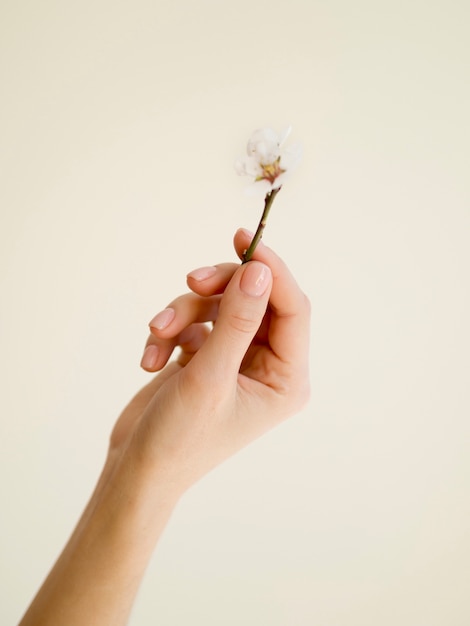 Front view of hand holding a leaf