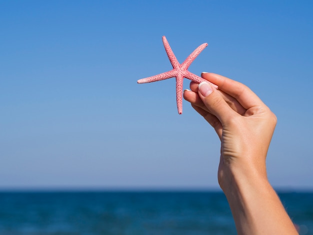 Free photo front view hand holding a starfish