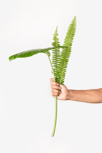 Free photo front view hands holding foliage plant