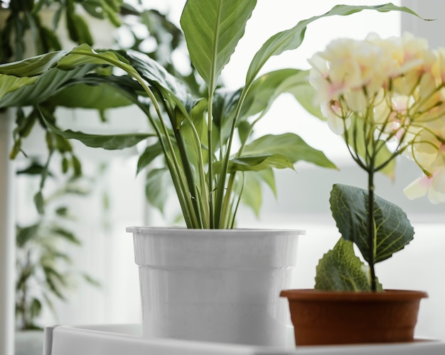 Front view of indoors plants in pots next to window