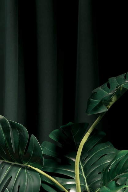 Free photo front view monstera leaves with dark background