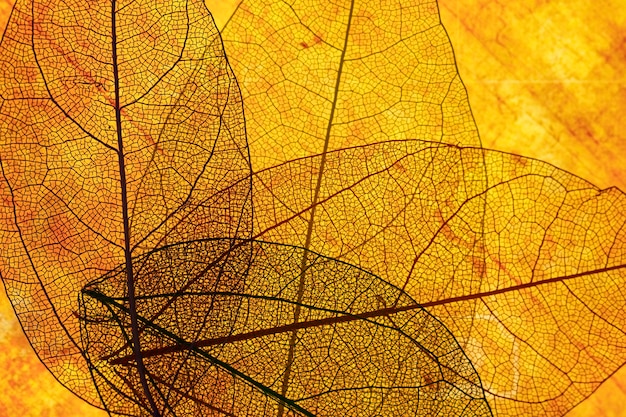 Front view of orange transparent leaves