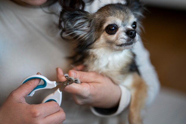 Front view owner clipping dog's nails