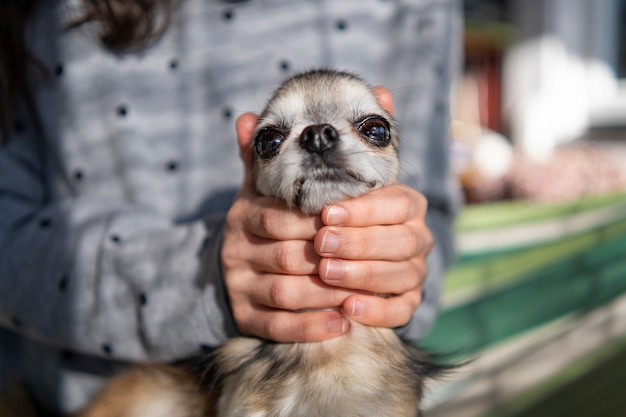 Free Photo front view owner with cute chihuahua dog