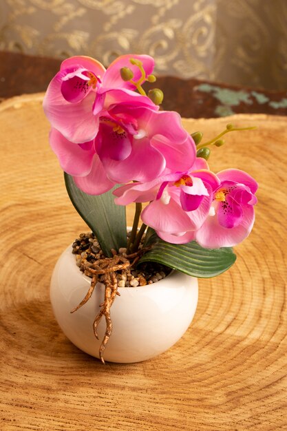 A front view pink flower inside little white potty on the brown desk nature flowers color