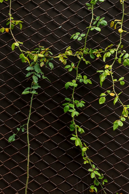 Front view of plant on chain link fence