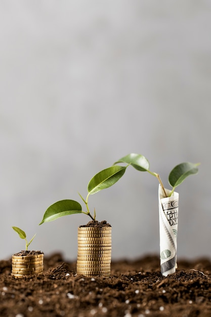 Free photo front view of plants with coins stacked on dirt and banknote