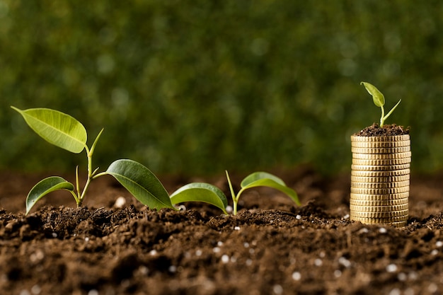 Free photo front view of plants with coins stacked on dirt